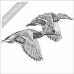 Mallards in flight black and white stock art drawing