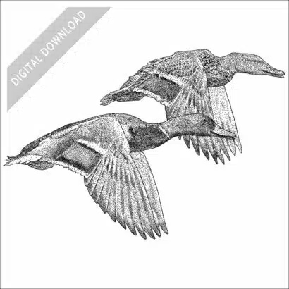 Mallards in flight black and white stock art drawing
