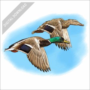 Mallard Ducks in flight stock image