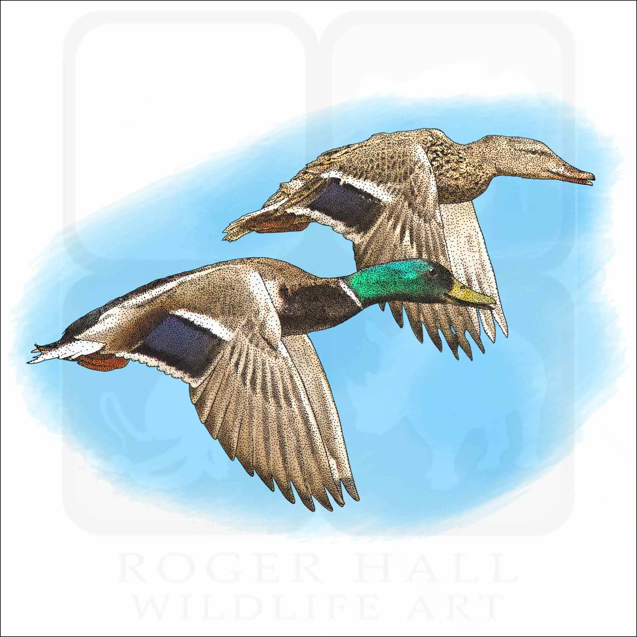 Mallards in flight Mallard Ducks in flight illustration