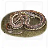 Northwestern Garter Snake illustration