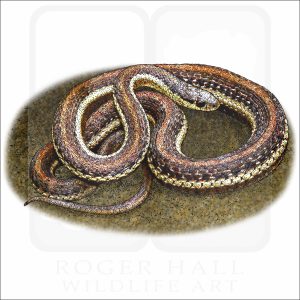 Northwestern Garter Snake illustration
