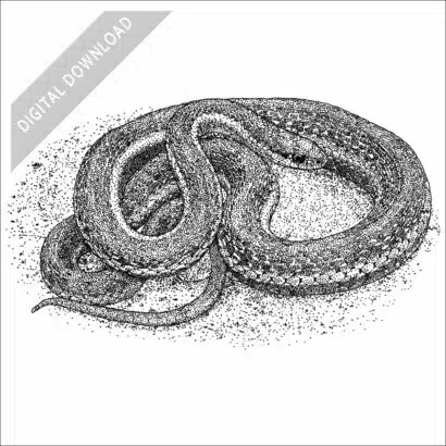 Northwestern Garter Snake black and white stock art drawing