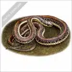 Northwestern Garter Snake stock art drawing