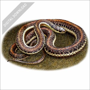 Northwestern Garter Snake stock art drawing