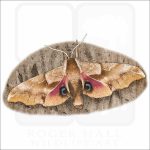 One-Eyed Sphinx Moth illustration