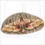 One-Eyed Sphinx Moth illustration