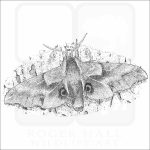 One-Eyed Sphinx Moth black and white drawing