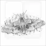 One-Eyed Sphinx Moth black and white drawing