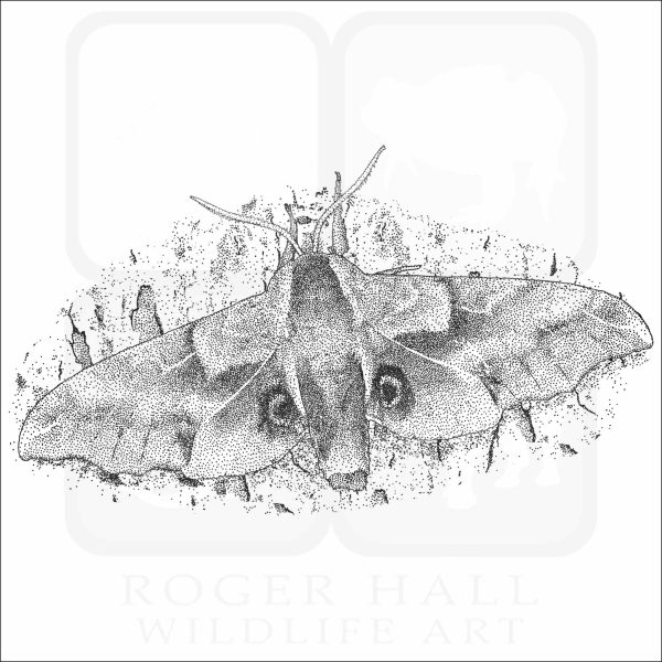 One-Eyed Sphinx Moth black and white drawing