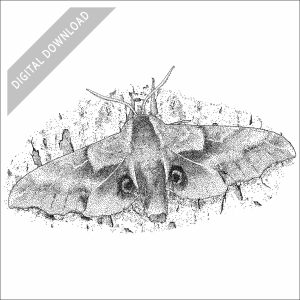 One-Eyed Sphinx Moth black and white stock art drawing