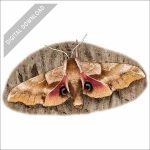 One-Eyed Sphinx Moth stock art drawing