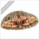 One-Eyed Sphinx Moth stock art drawing