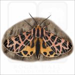 Ornate Tiger Moth illustration