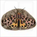 Ornate Tiger Moth illustration