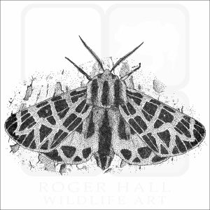 Ornate Tiger Moth black and white drawing