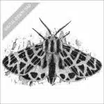 Ornate Tiger Moth black and white drawing