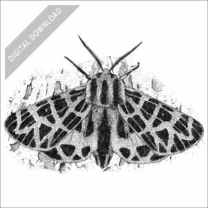 Ornate Tiger Moth black and white drawing