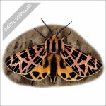 Ornate Tiger Moth stock art drawing