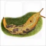Pacific Banana Slug fine art illustration