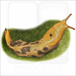 Pacific Banana Slug fine art illustration