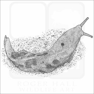 Pacific Banana Slug black and white drawing