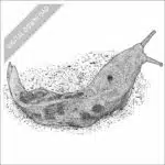 Pacific Banana Slug black and white stock image