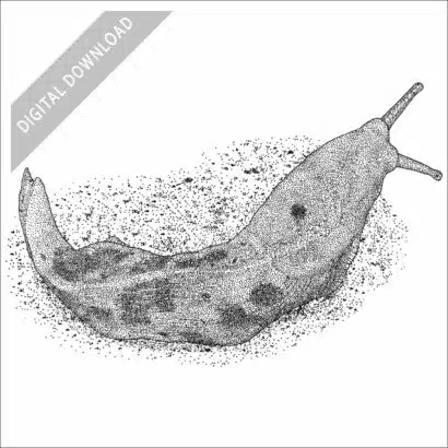 Pacific Banana Slug black and white stock image