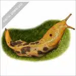 Pacific Banana Slug stock art drawing