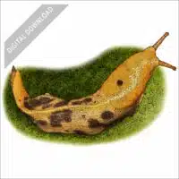 Pacific Banana Slug stock art drawing