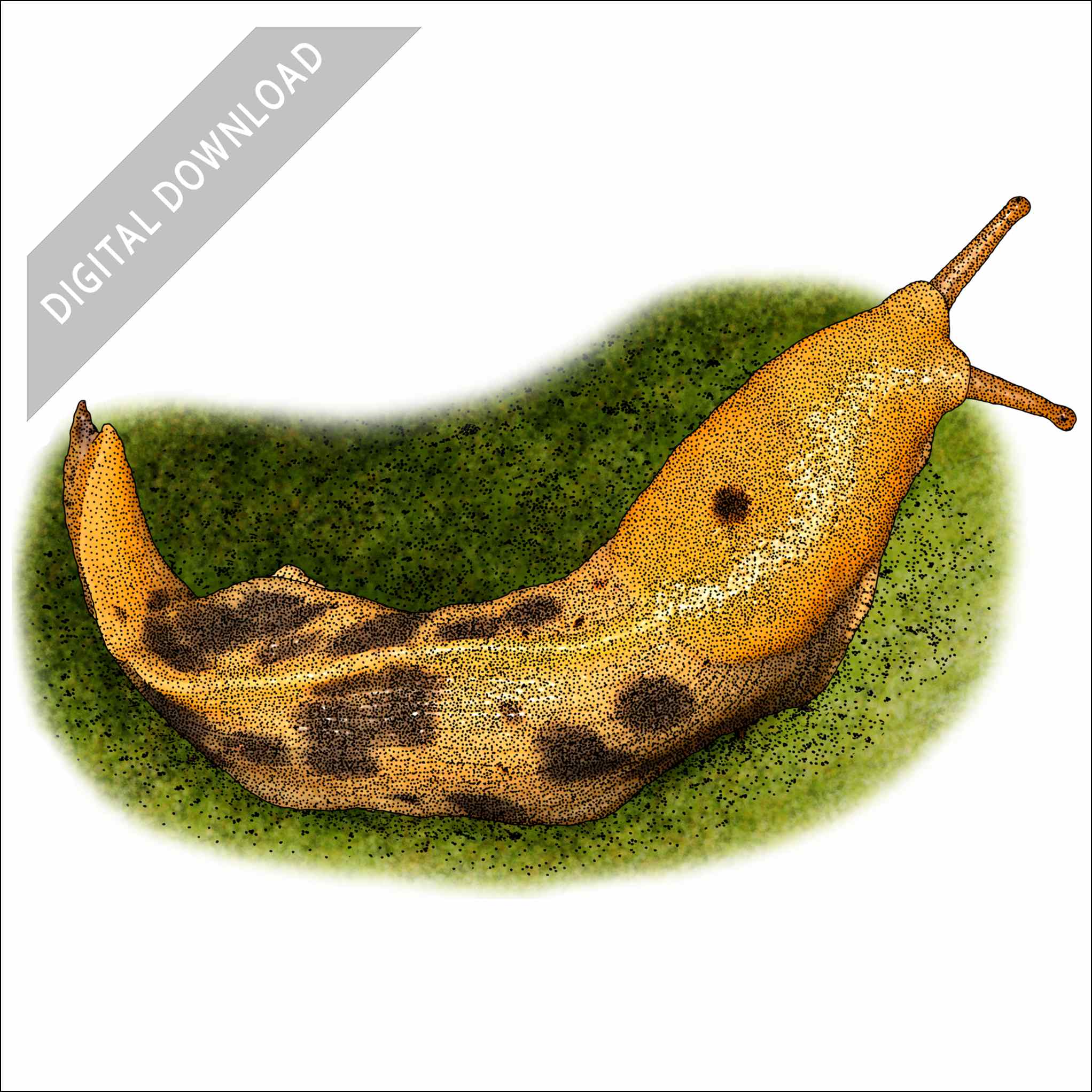 Pacific Banana Slug Pacific Banana Slug stock art drawing