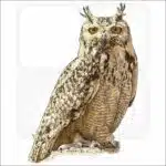 Pharaoh Eagle Owl illustration