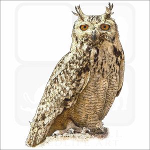 Pharaoh Eagle Owl illustration