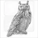 Pharaoh Eagle Owl black and white drawing