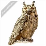 Pharaoh Eagle Owl stock art