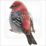 Pine Grosbeak illustration