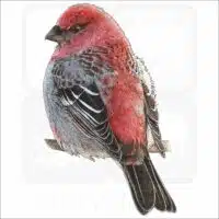 Pine Grosbeak illustration