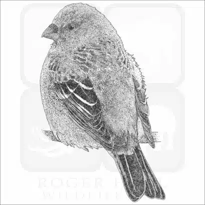 Pine Grosbeak black and white drawing