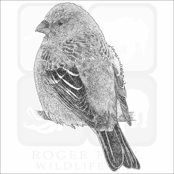 Pine Grosbeak black and white drawing
