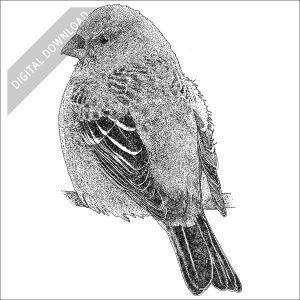 Pine Grosbeak black and white stock art drawing