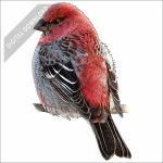 Pine Grosbeak stock art drawing