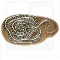 Plains Garter Snake Drawing