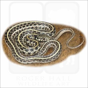 Plains Garter Snake Drawing