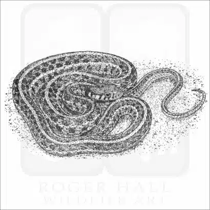 Plains Garter Snake Black and White Drawing
