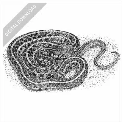 Plains Garter Snake black and white stock art drawing