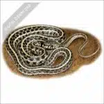 Plains Garter Snake stock art drawing
