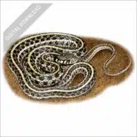 Plains Garter Snake stock art drawing
