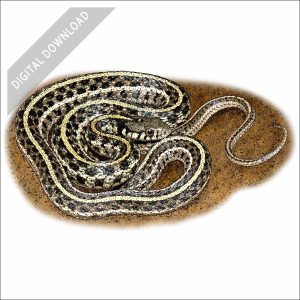Plains Garter Snake stock art drawing