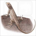 Plateau Fence Lizard illustration