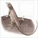 Plateau Fence Lizard illustration